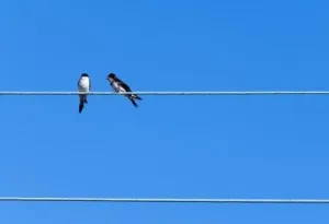couple d'oiseaux sur un fil